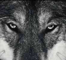 Wolves: vukovi vrste, opis, karakter, staništa