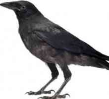 Raven i Crow: kolika je razlika u izgledu i ponašanju ptica