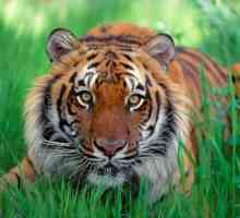 Oriental horoskop tigar. tigar godine, karakterističan rođen u godini tigra