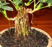 Zračni korijeni - dodatni organi Monstera i orhideje