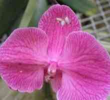 Orhideja Štetočine: čuvanje njihove egzotične ljepote