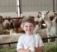 Štetna i korisna svojstva kozjeg mlijeka za djecu