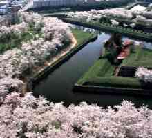 Vrijeme kada je cvetovi trešnje, Japanci najviše blagoslovljeni