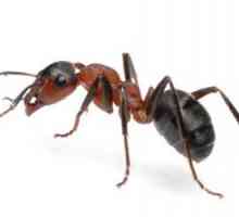 Znate li što znači mrava u vrtu pomaže najbolji? Ne? Najčitanije naš članak!