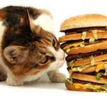 Izbor hrane za mačke. Koji je najbolji tip hrane?