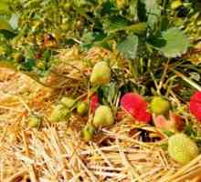 Izbor malč za jagode. Mulching jagoda piljevina, slama, borovih iglica ili materijala za pokrivanje