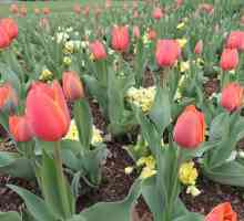 Rastemo tulipani. Zanima me nakon cvatnje