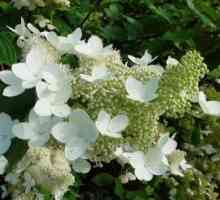 Raste ukrasnog grmlja: Hydrangea paniculata grandiflora