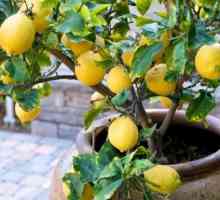 Raste limun drvo kod kuće