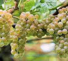 Uzgoj vinove loze u sredini pojasa: suptilnost. Briga za grožđe u sredini pojasa
