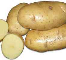 Visokim prinosima stvari krompira: opis sorte