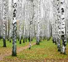 Jeste li se ikada zapitali koliko godina živi breze?