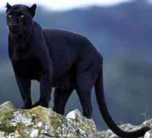 Misteriozni divlja mačka - crni jaguar: opis, stanište