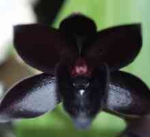 Misteriozni boje - crnoj orhideje
