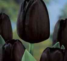 Misteriozni tulipani: crno cvijeće u vrtu