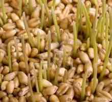 Pšenične klice: pravi dar prirode