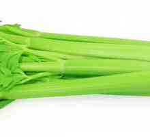 Zeleni celer: korisne osobine i kontraindikacije