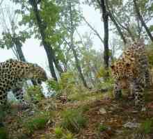 "Leopard Land" - Nacionalni park u Primorski kraj