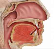 Antirinum - otvaranje vodi iz usta u grlo. Bolest, simptomi, liječenje