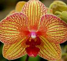 Žuta Phalaenopsis orhideja. Žuta orhideja: vrijednost
