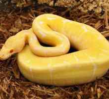 Žuta zmija: vrste i karakteristike