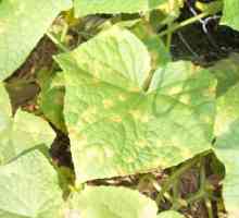 Žute listove krastavca: uzroci i metode kontrole