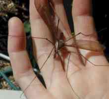 Wildlife: Kako su veliki komarci?