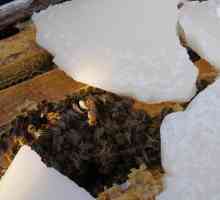 Zimovanja pčela u divljini: sneg, bez izolacije