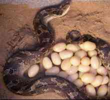 Snake jaja: neke opće informacije