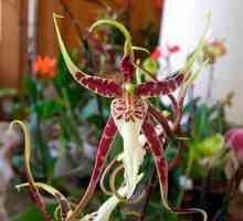 Vrijednost cvijet orhideja - simbol ljubavi i strasti