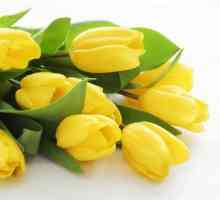 Vrijednost žute tulipani i kome daju