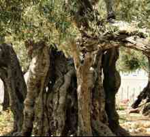 Poznati Christian svetinja: vrt Gethsemane