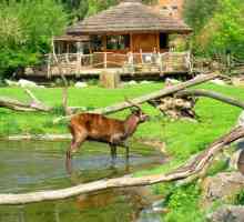 Zoo Prag - najbolje mjesto za obiteljski odmor