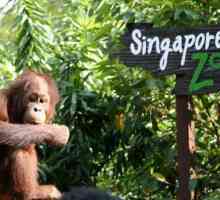 Singapur Zoo: mišljenja, adresa, fotografije