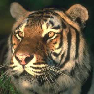 1974. Godine. Koja životinja je to bio? Povijesti i karakteristike istočnom horoskopu tigar