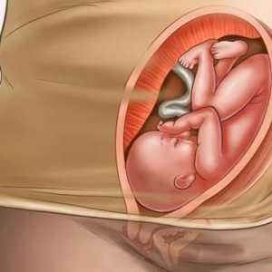 30 Nedelja - je koliko mjeseci? 30. tjedan: razvoj fetusa