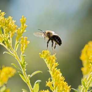 7 Vrsta pčela, koji su pod prijetnjom izumiranja