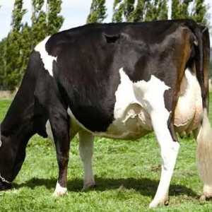 A Holstein krave tretiraju nas na mleko!