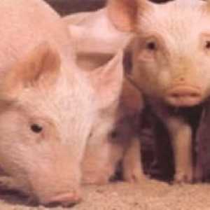 Afričke svinjske kuge: simptomi, dijagnoza, metode kontrole