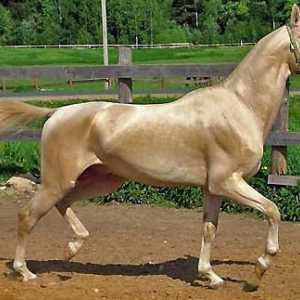Akhal-Teke konj Isabella odijelo. karakteristike rase