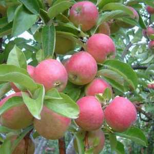 Idared - sorta jabuke, što vrijedi probati