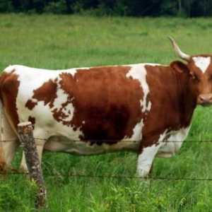 Ayrshire rasa krave - remek muznih krava