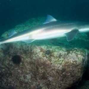 Shark bodljikavog Dogfish: Sigurno stanara u Crnom moru