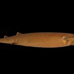 Shark cigare bolshezubaya - jedan od najstrašnijih predatora