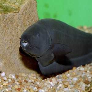 Akvarij riba "crni nož": održavanje i njegu (foto)