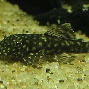 Aquarium loricariidae: vrste, opis, fotografija