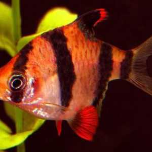 Akvarij ribe: naslov, opis i sadržaj