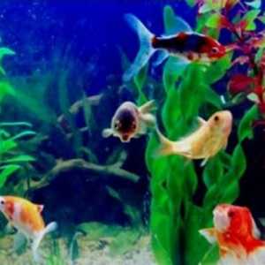 Akvarij riba: kompatibilnost vrsta