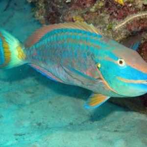 Aquarium Parrotfish