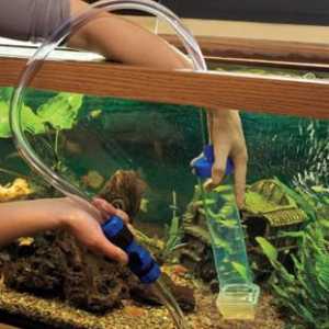 Akvarije: kako promijeniti vodu u akvarij? Kako braniti vode za akvarijum
